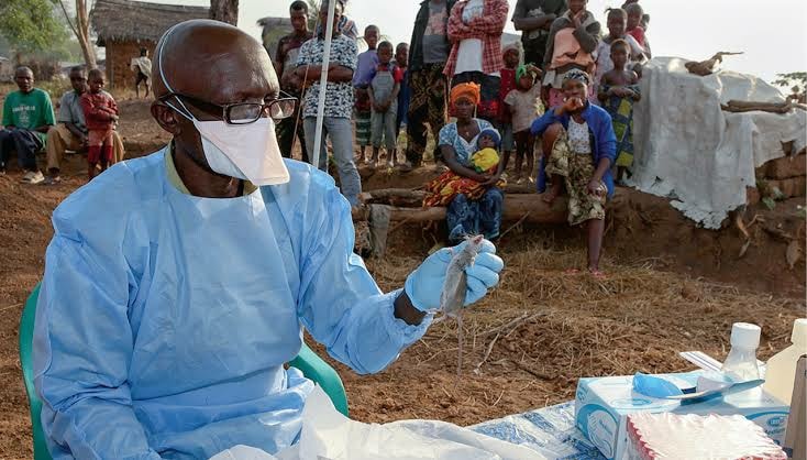 Lassa Fever Claims 214 Lives Nationwide as Fatality Rate Rises to 25%