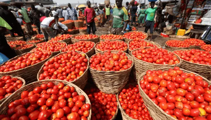 Tomato Prices May Drop from August as Wet-Season Harvest Begins — Kaduna Farmers
