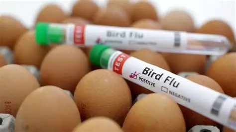Australia confirms local transmission of H5 bird flu