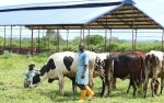 Southern, Middle Belt Leaders Reject FG Ranching Plan