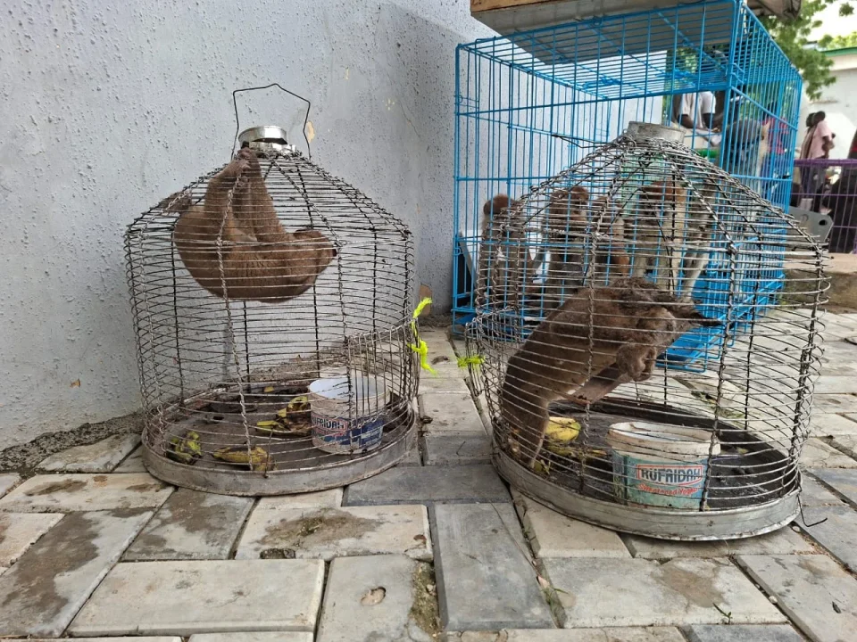 Customs Bust Wildlife Trafficking Ring, Arrest Three Suspects in Kano