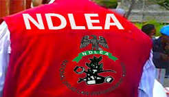 NDLEA Reports N2bn Drug Seizures in Delta, Raises Alarm Over Female Traffickers