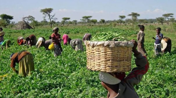 Ogun Trains 311 Smallholder Farmers in Digital Agriculture