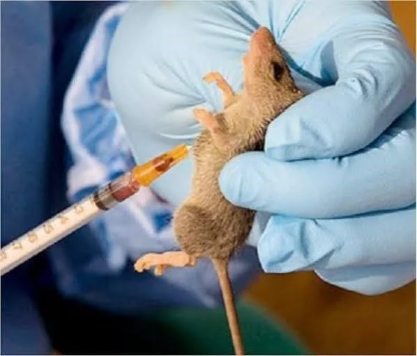 Lassa Fever Death Toll Reaches 259 as Nigeria Records 1,086 Confirmed Cases