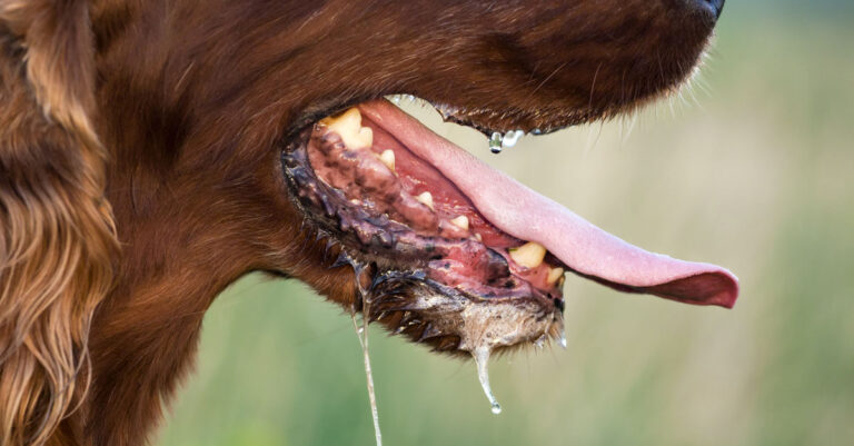 Vet Advises 15-Minute Washing After Dog Bites to Reduce Rabies Risk
