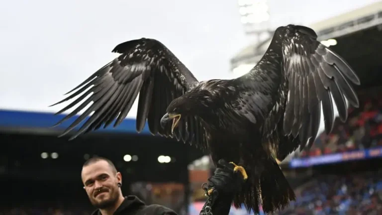 Animal Rights Organization Urges Crystal Palace to Permanently Retire Live Bald Eagle Mascot Phoenix
