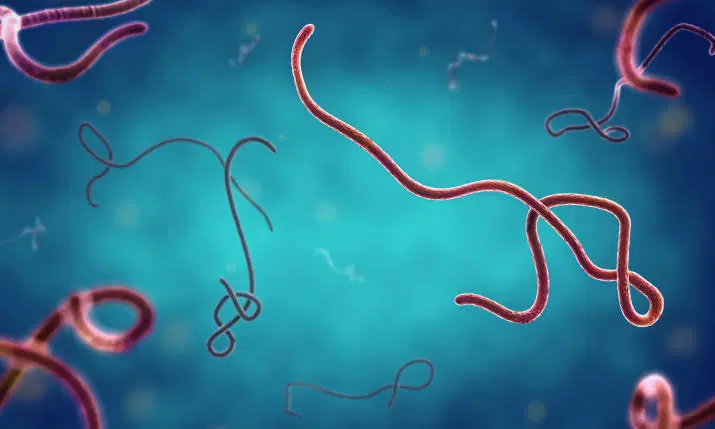FG intensifies response to confirmed Ebola case in FCT
