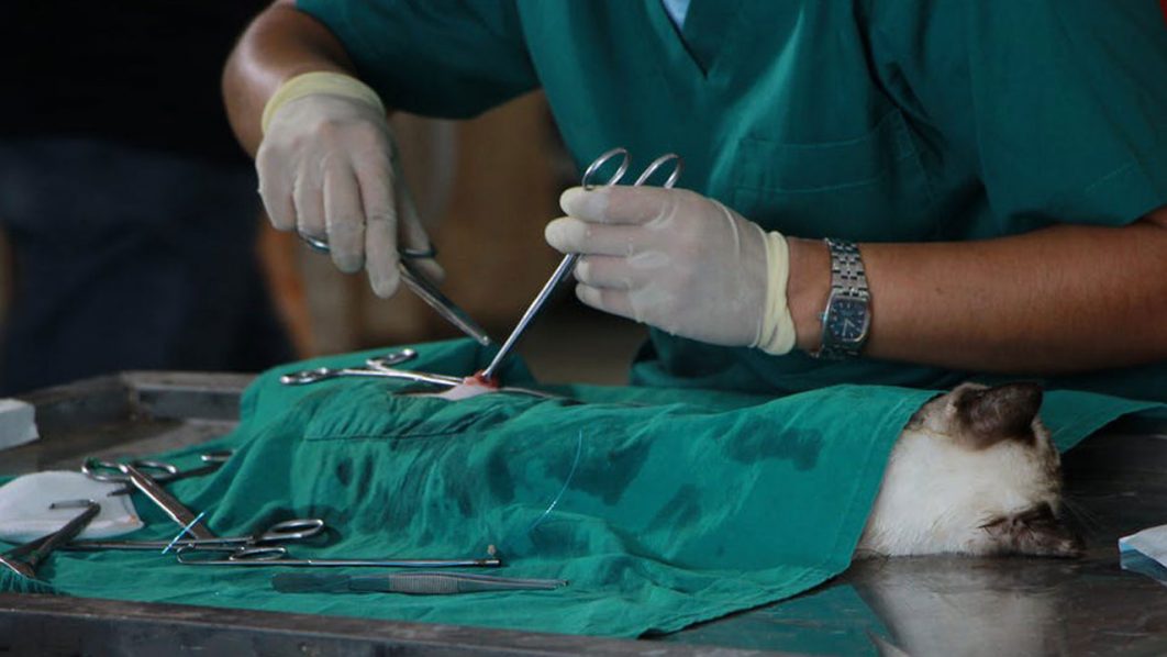 Police, veterinary association partner to tackle quackery, regulate animal movement