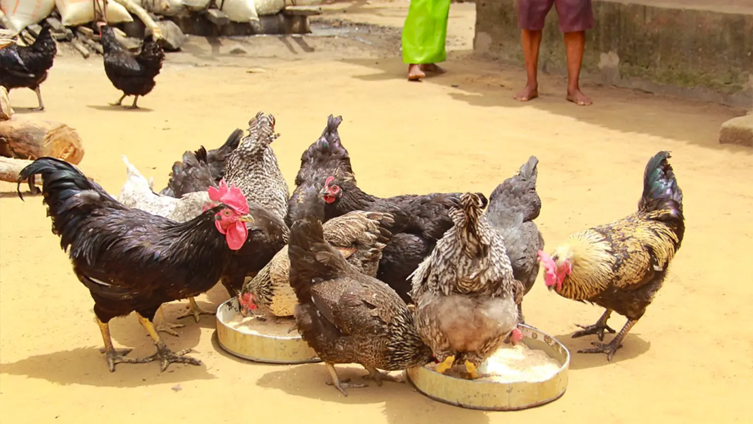 Fg Vows To Commercialise Funaab-alpha, Boost Livestock Genetics