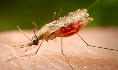 Malaria: Nigeria’s prevalence drops to 15.2%, FG targets 50% reduction by 2030