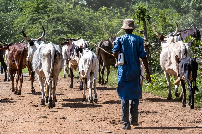 Fulani Leaders Seek Pilot Ranches And 30% Agriculture Budget Allocation For Livestock Ministry