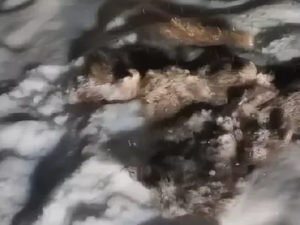 Останки в снегу. Нижегородцы ошарашены убийством в селе