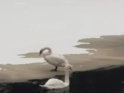 Жители Дзержинска выступают за защиту лебедей