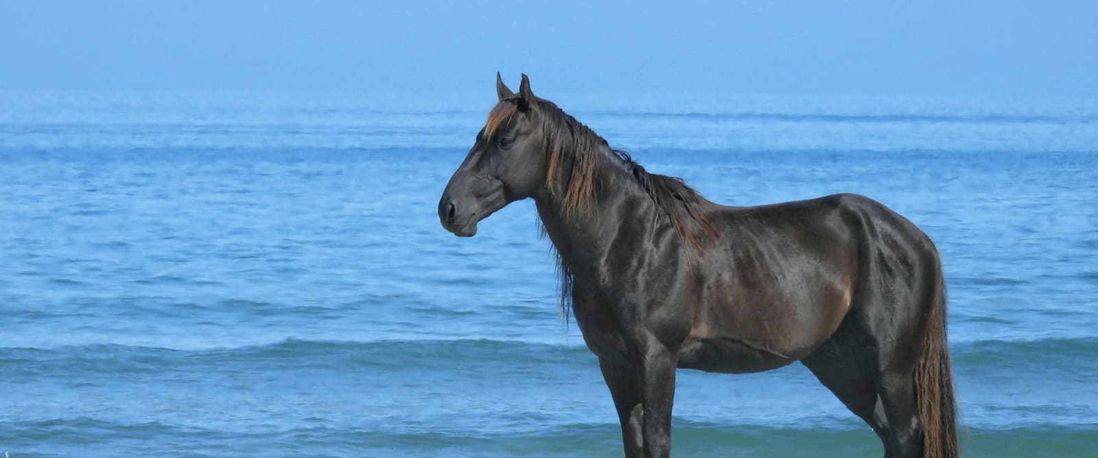 The Wild Horses, Cumberland Island National Seashore, Georgia