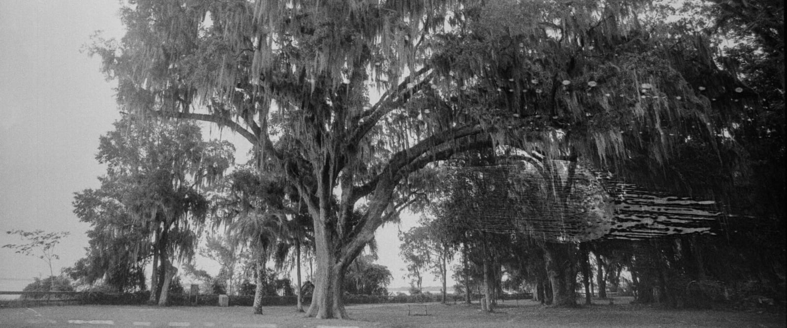 Maritime Forest, Cumberland Island National Seashore, Georgia