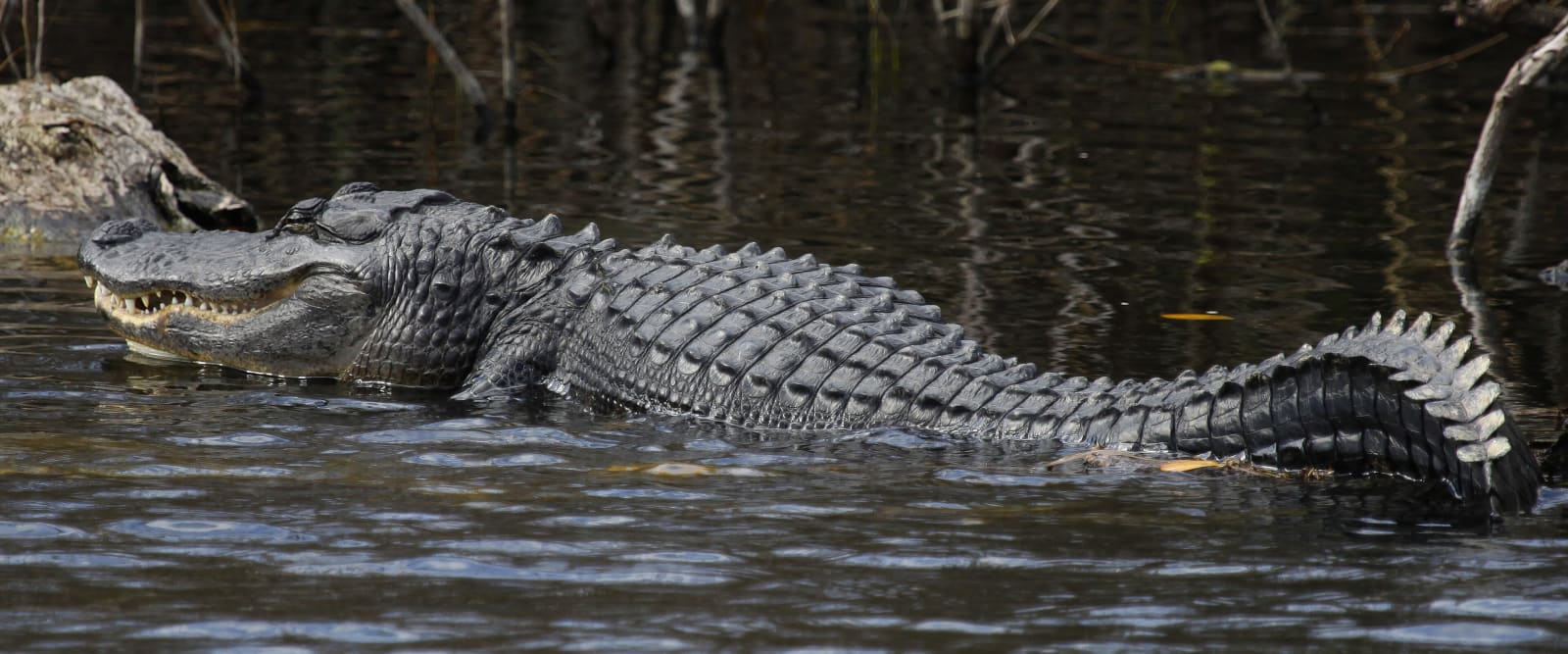 Anhinga Trail, Everglades National Park, Florida