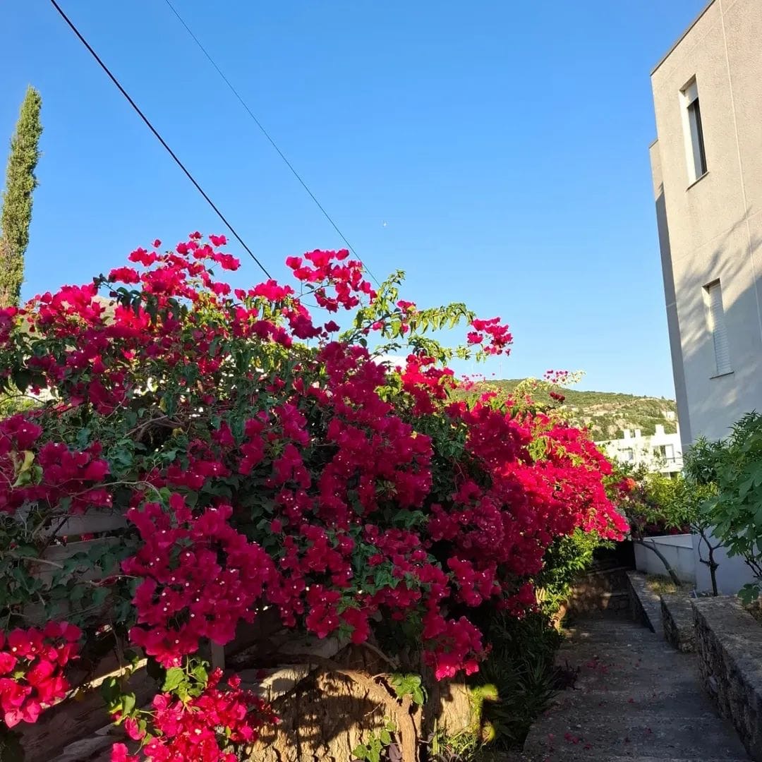 Seaview apartaments Dhermi🏖️