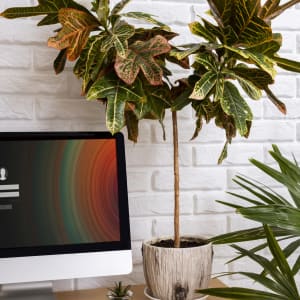 Décoration de bureau avec plantes
