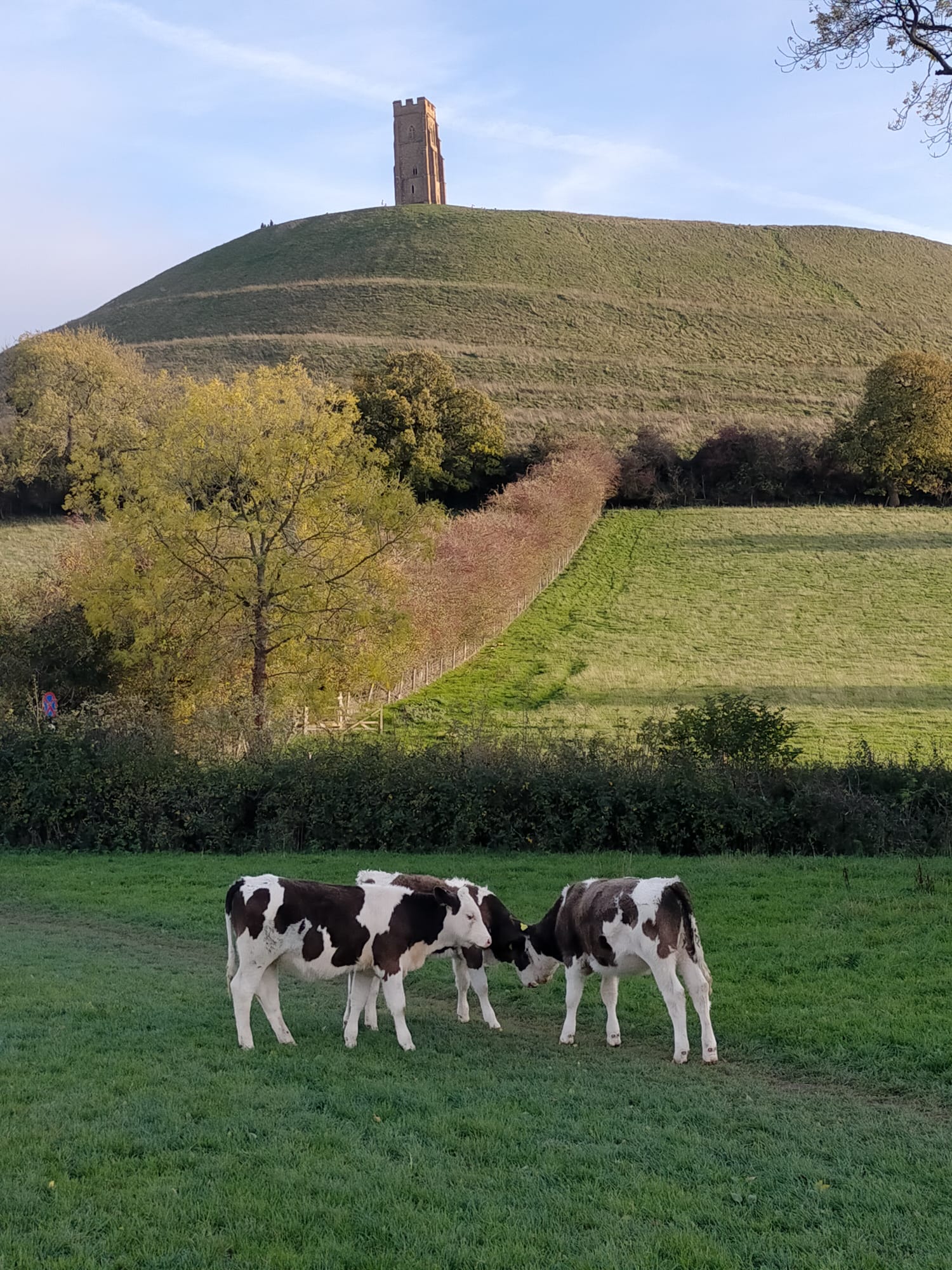 Le Tor de Glastonbury et ses veaux