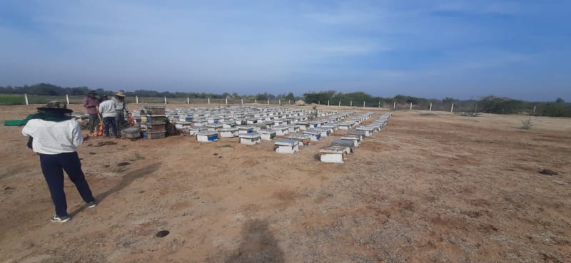 Pristine Hive Fields