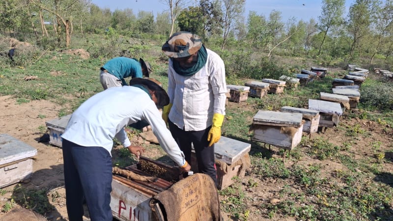 Traditional Beekeepers