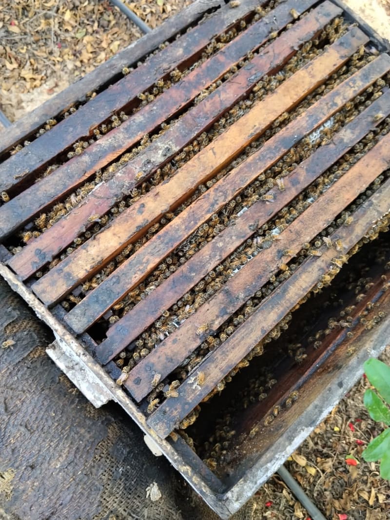 Fresh Nectar Combs