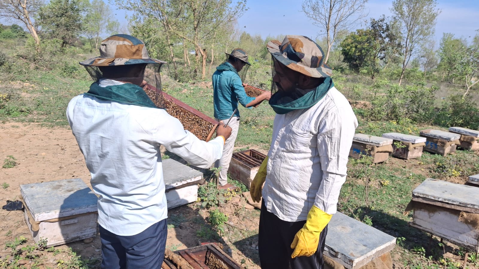 Close inspection of active honeycombs on the farm