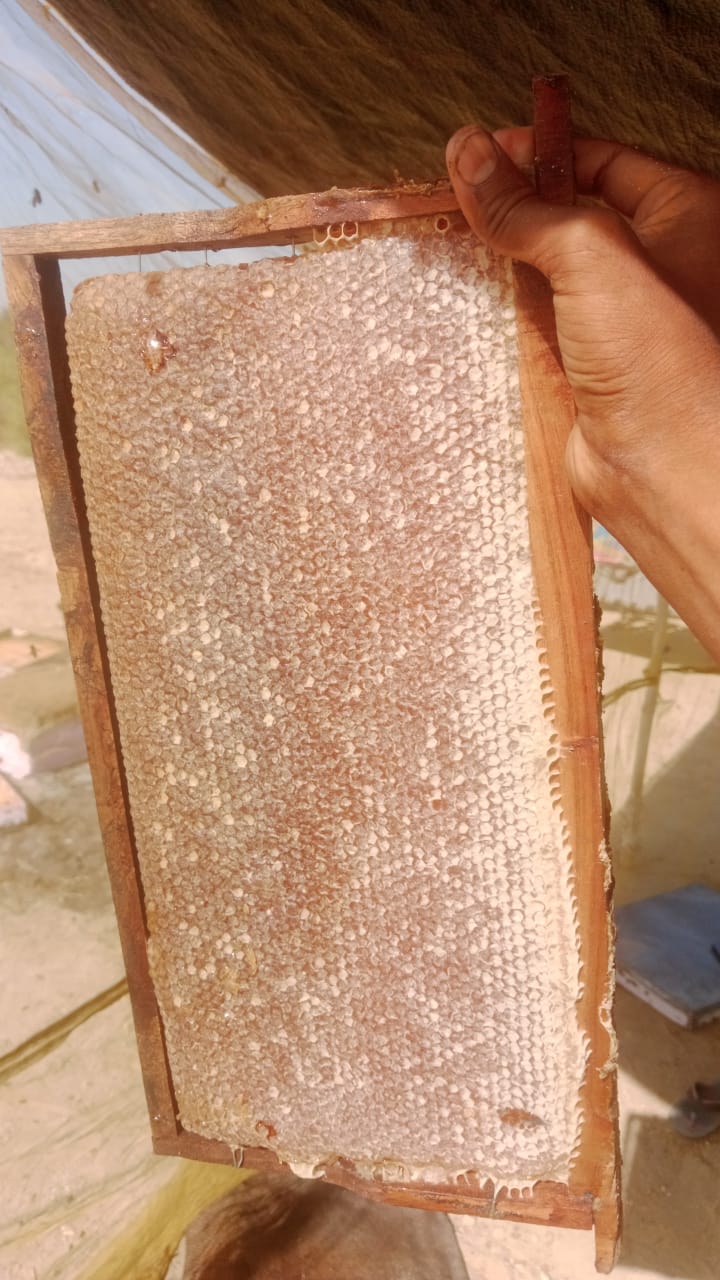 Vertical bee frame net in active hive
