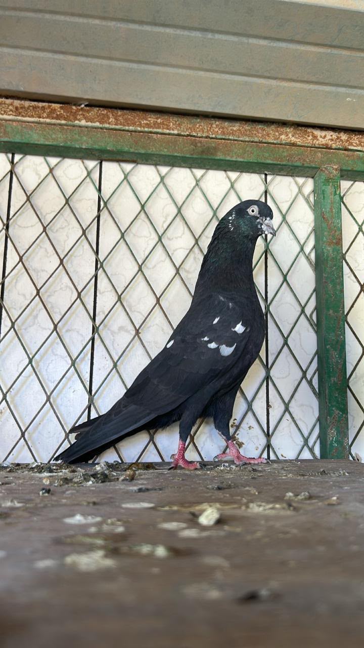Kala Kabotr