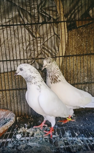 Lakha pair