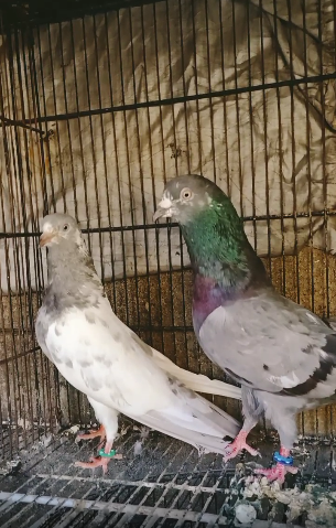 Kamagr pair