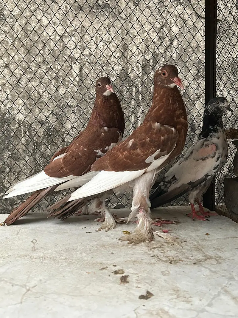 Very Big Size Pouter Exchangable