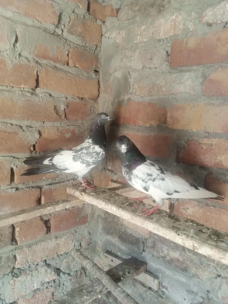 pigeons pair baredar lakha