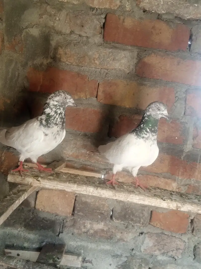 pigeons pair baredar lakha