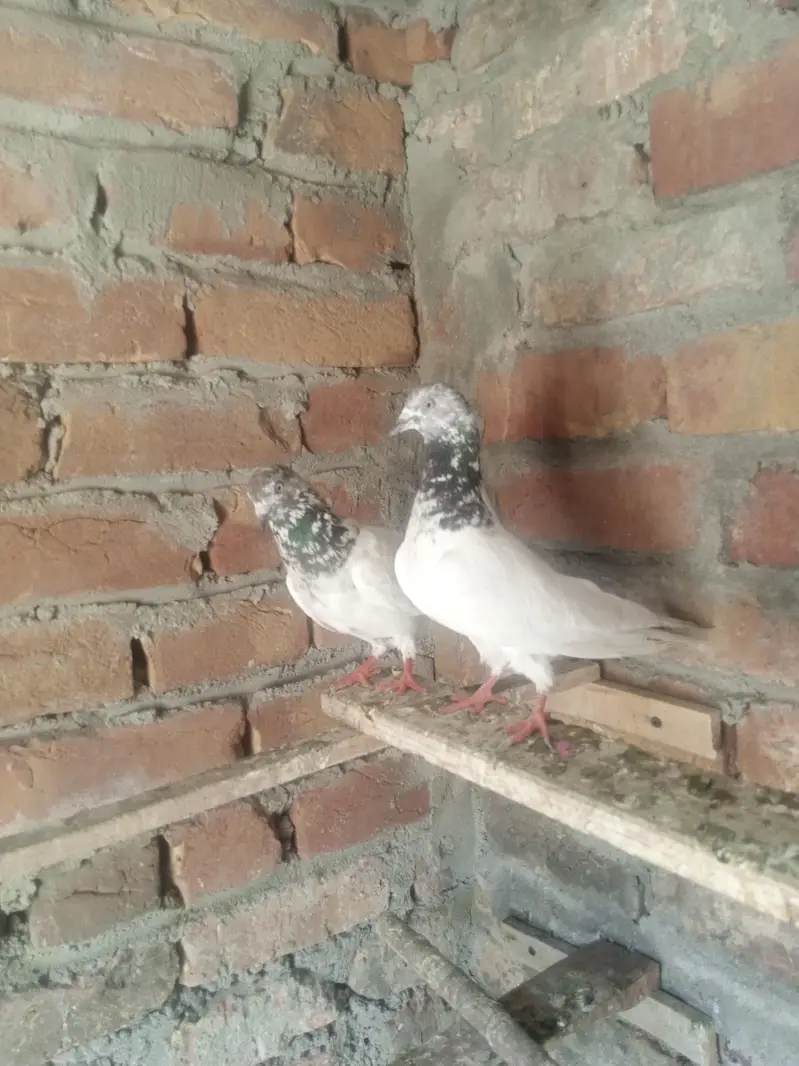 pigeons pair baredar lakha