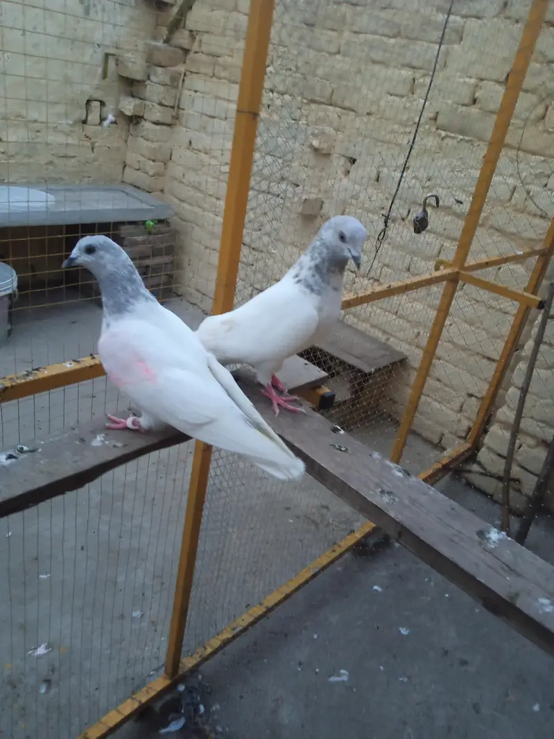 pigeons pair baredar lakha