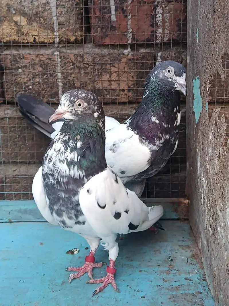 bredr pair tedi goldan crose
