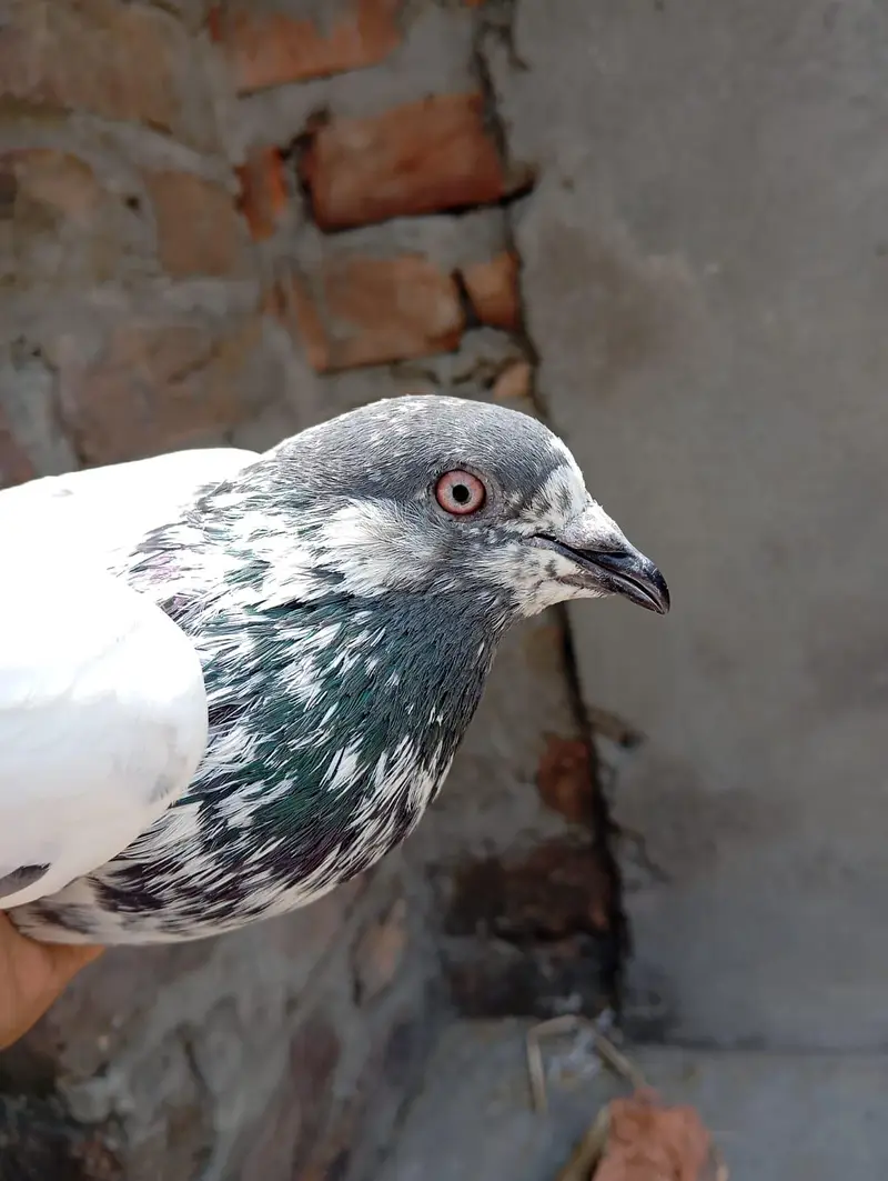 pigeon pair for sale