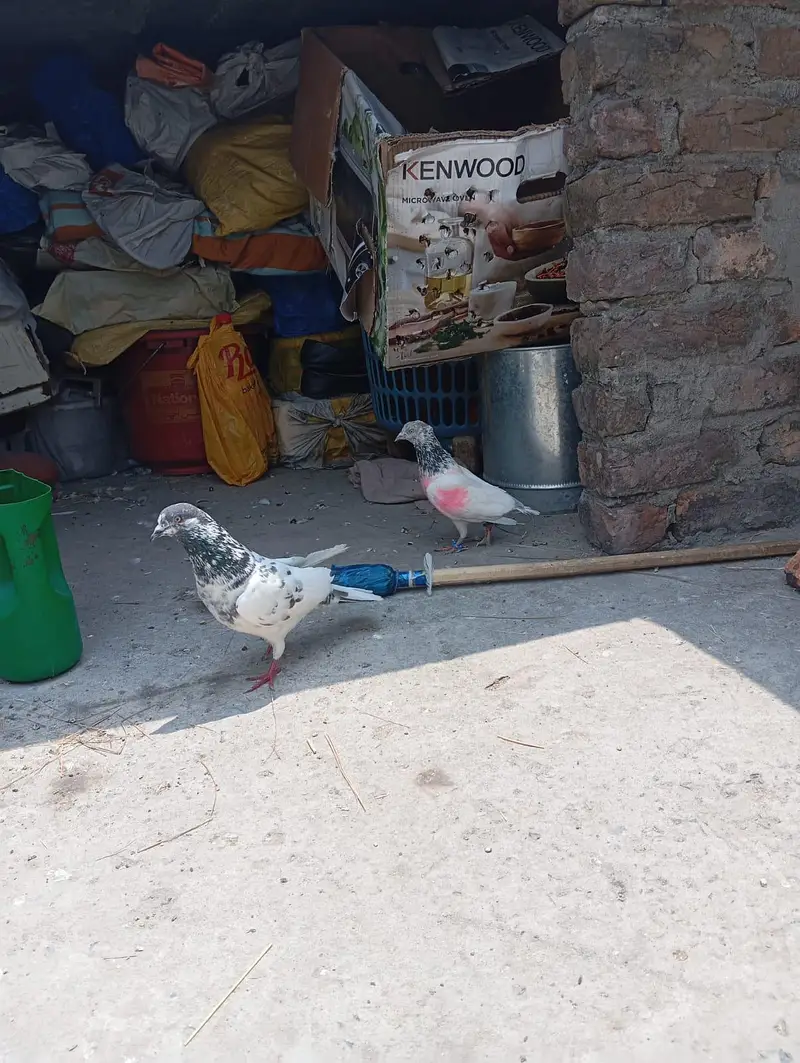 pigeon pair for sale