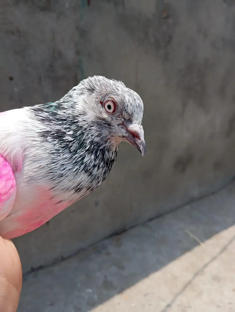 pigeon pair for sale