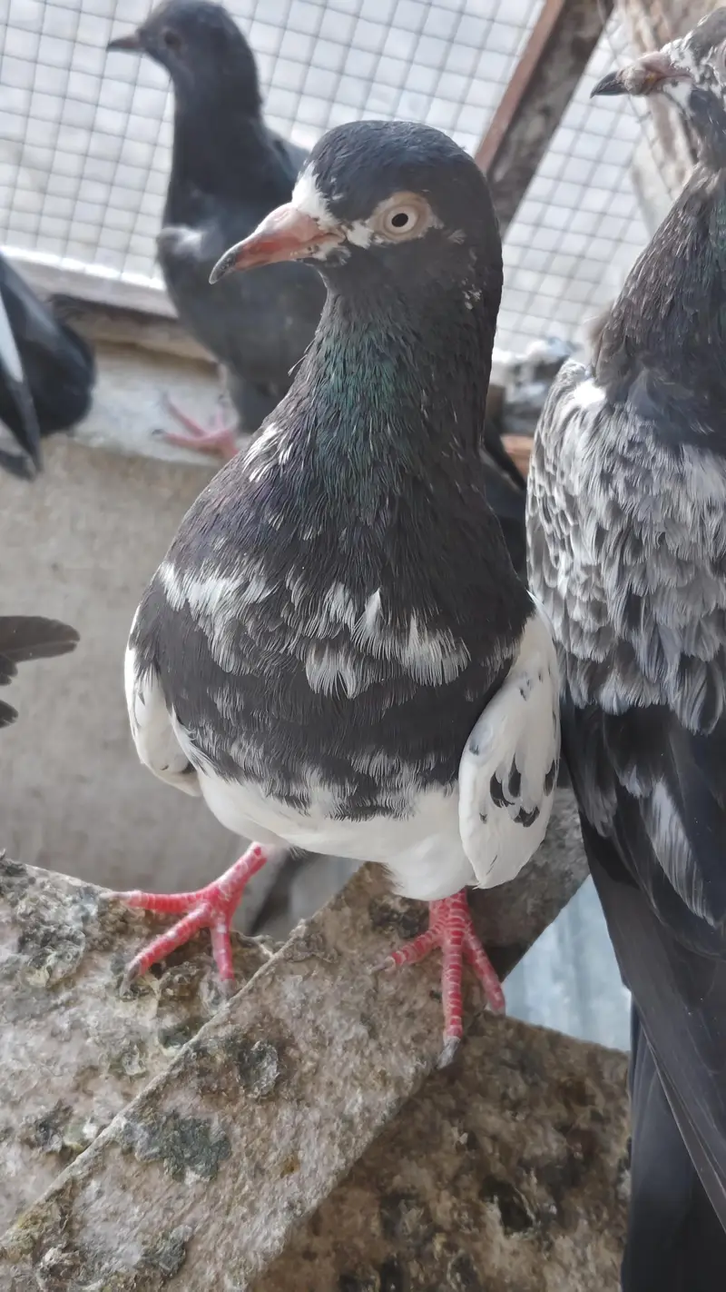 40 Pigeons - breeder birds for sale. TEDY, GOLDEN, KAMAGAR, IMAM DEEN,