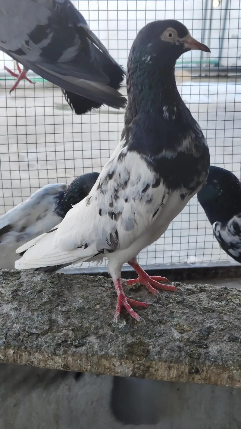 40 Pigeons - breeder birds for sale. TEDY, GOLDEN, KAMAGAR, IMAM DEEN,