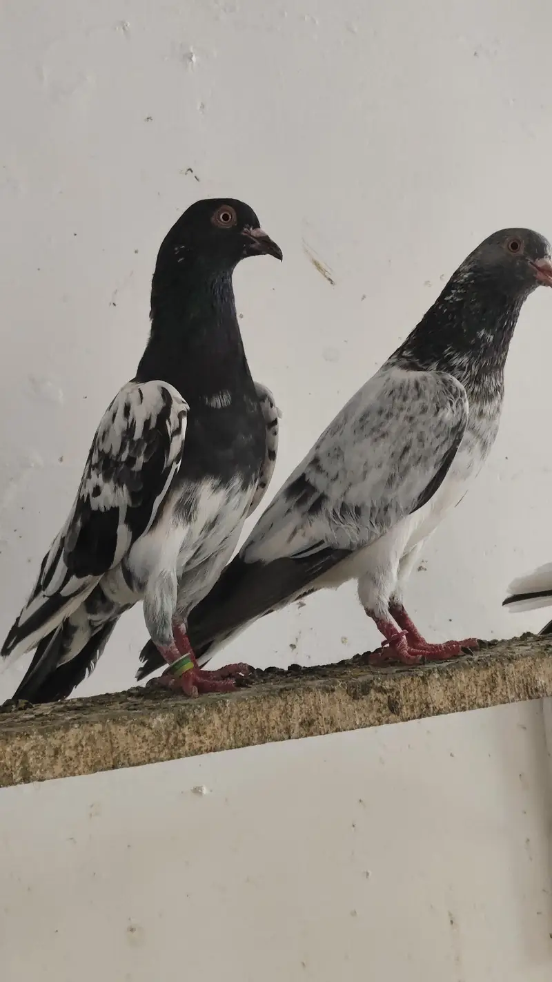 40 Pigeons - breeder birds for sale. TEDY, GOLDEN, KAMAGAR, IMAM DEEN,