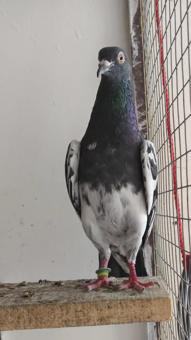 40 Pigeons - breeder birds for sale. TEDY, GOLDEN, KAMAGAR, IMAM DEEN,