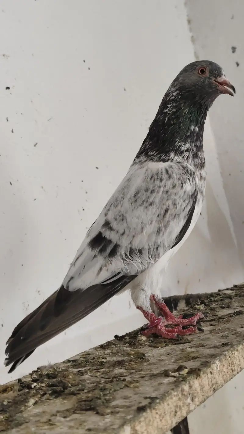 40 Pigeons - breeder birds for sale. TEDY, GOLDEN, KAMAGAR, IMAM DEEN,