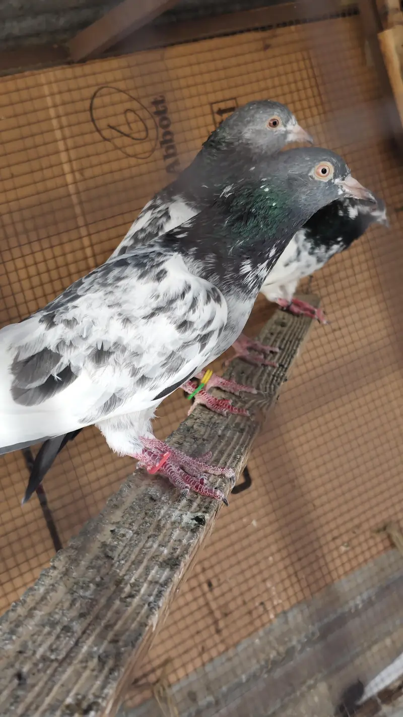 40 Pigeons - breeder birds for sale. TEDY, GOLDEN, KAMAGAR, IMAM DEEN,