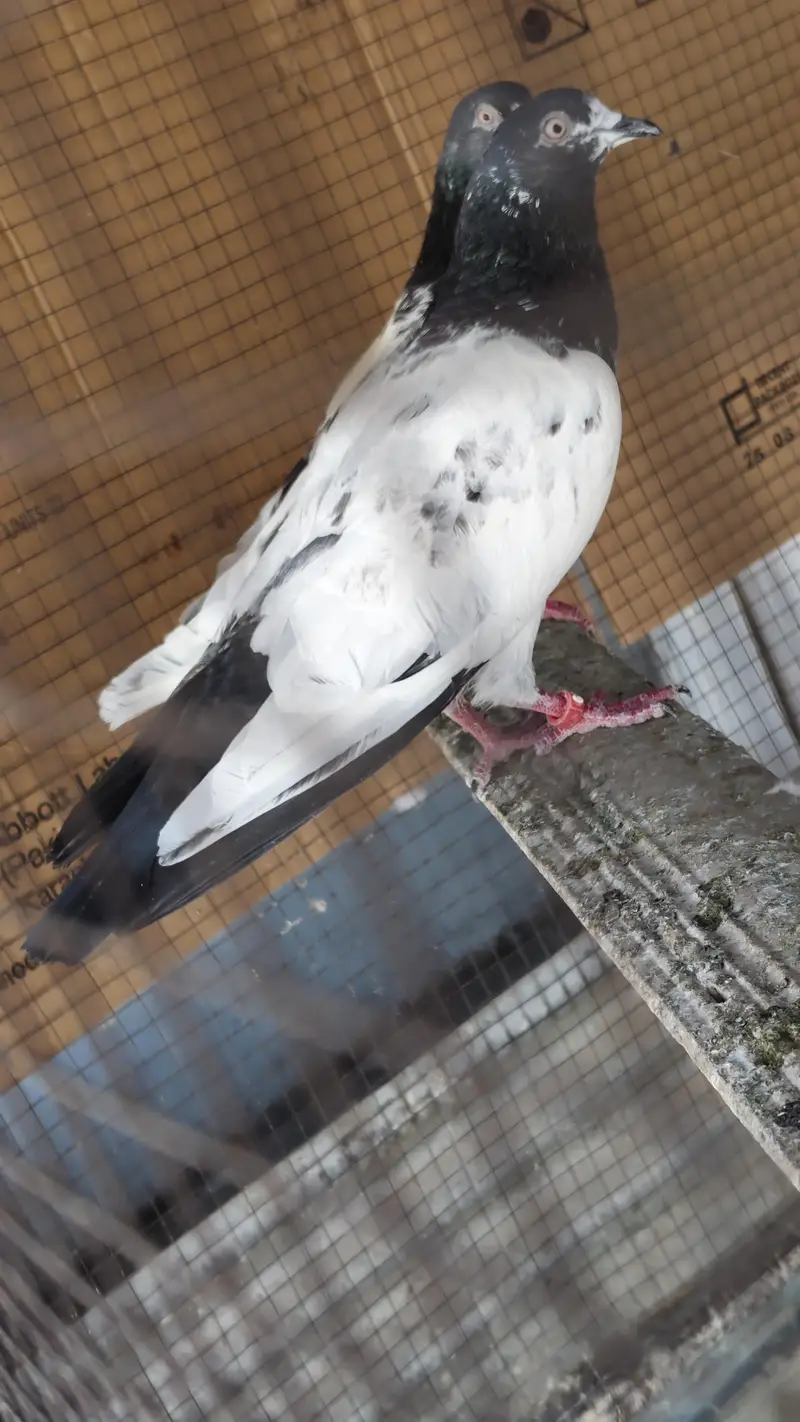 40 Pigeons - breeder birds for sale. TEDY, GOLDEN, KAMAGAR, IMAM DEEN,