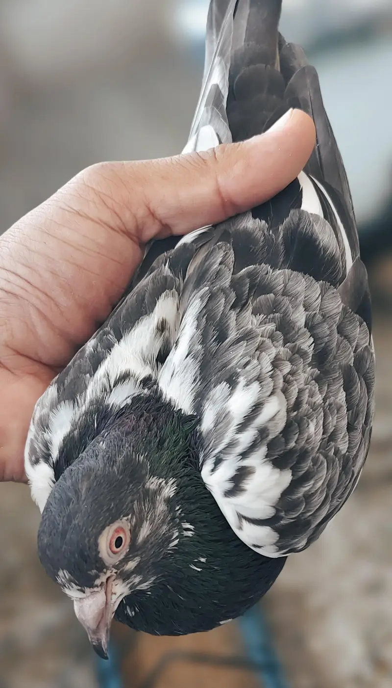 40 Pigeons - breeder birds for sale. TEDY, GOLDEN, KAMAGAR, IMAM DEEN,