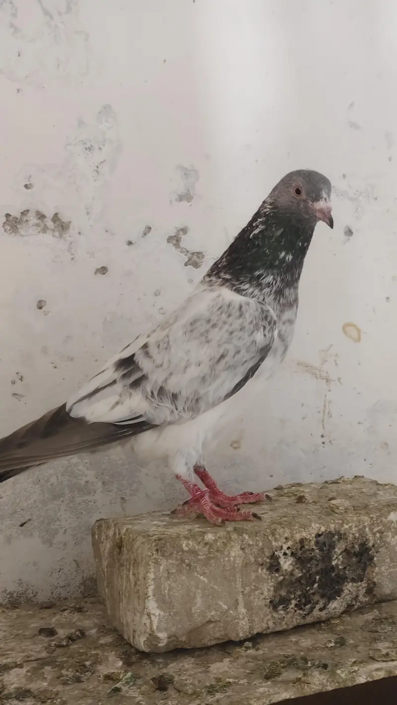 40 Pigeons - breeder birds for sale. TEDY, GOLDEN, KAMAGAR, IMAM DEEN,