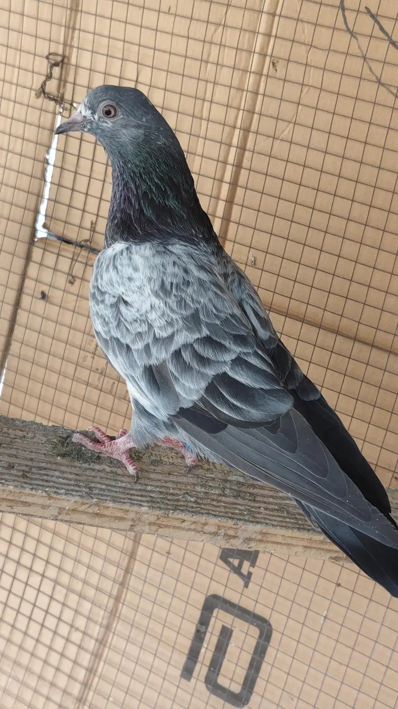 40 Pigeons - breeder birds for sale. TEDY, GOLDEN, KAMAGAR, IMAM DEEN,